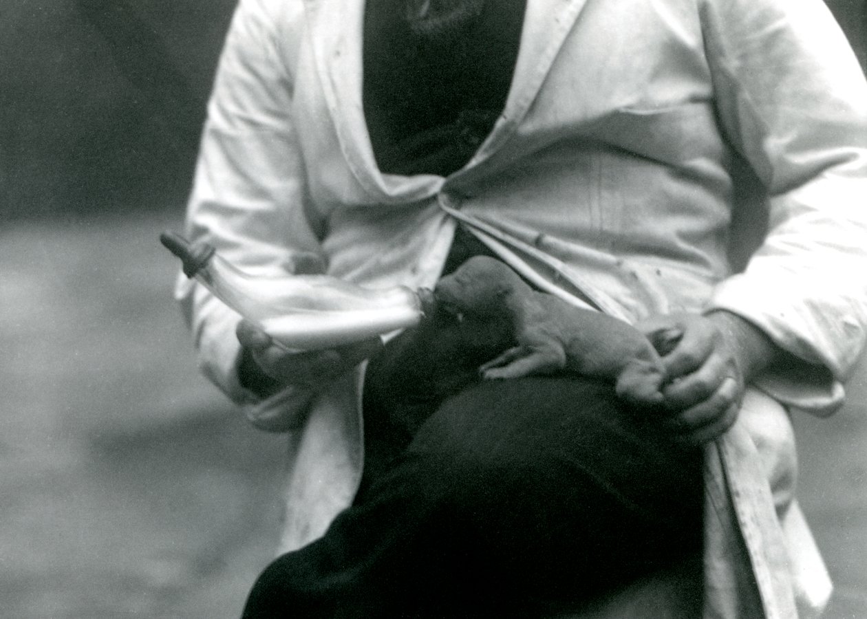 Un lionceau nouveau-né nourri au biberon par son gardien, Zoo de Londres, 1923 - Frederick William Bond