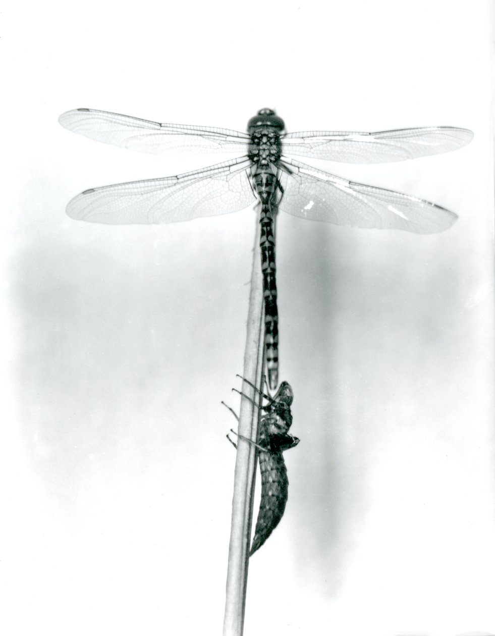 Une libellule à anneaux dorés nouvellement émergée sèche ses ailes en se reposant sur un roseau au-dessus de sa coquille larvaire vide, ou exuvie, Zoo de Londres, 1925 - Frederick William Bond