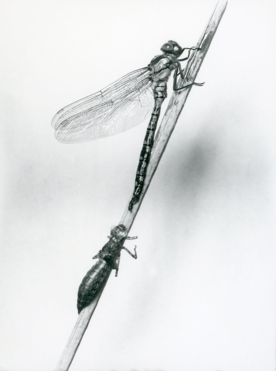 Une libellule à anneaux dorés nouvellement émergée se repose sur un roseau au-dessus de sa coquille larvaire vide, ou exuvie, Zoo de Londres, 1925 - Frederick William Bond