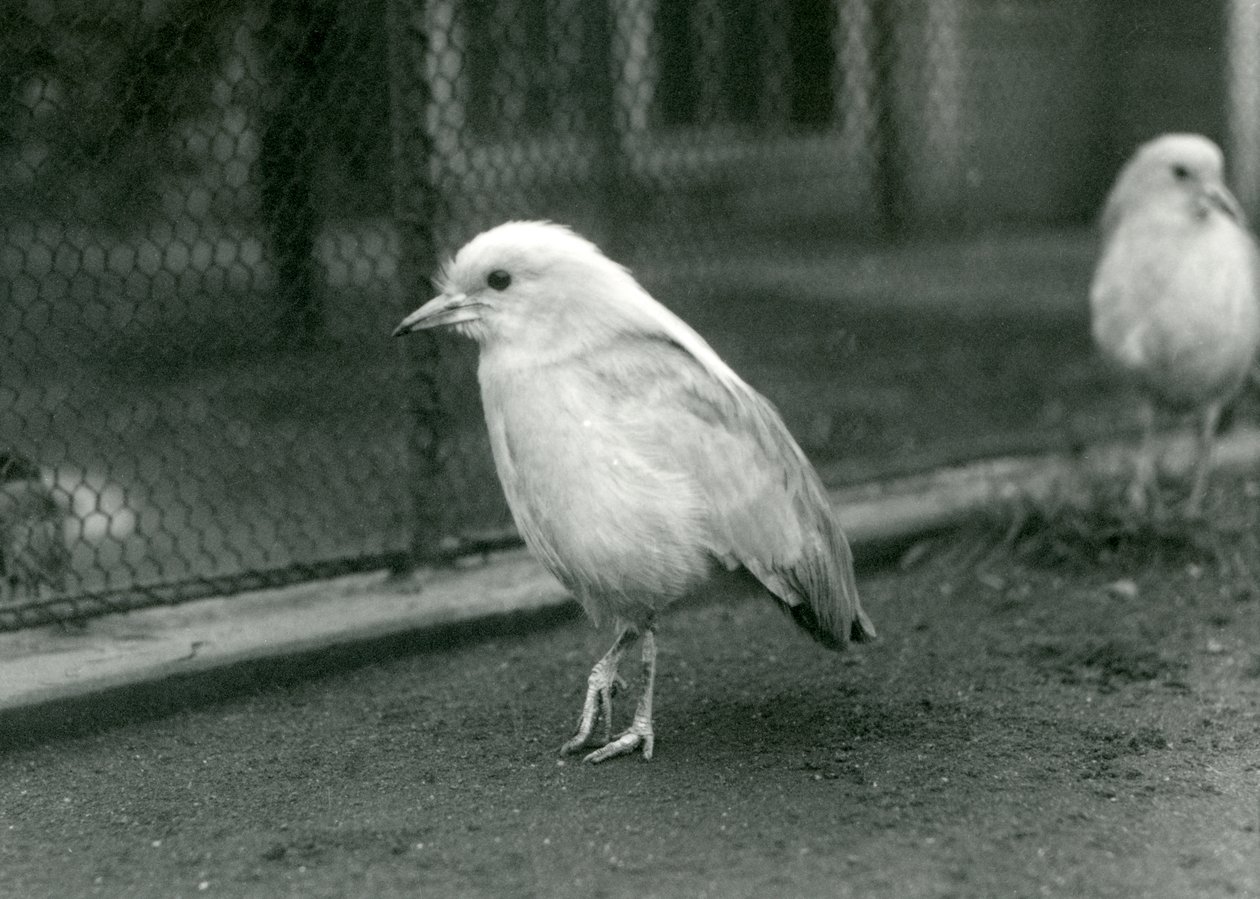 Un couple de cagous debout sur le sol de leur enclos au Zoo de Londres, 1927 - Frederick William Bond