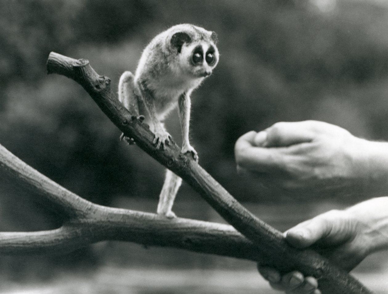 Un loris mince debout sur une branche tenue par un gardien, Zoo de Londres, août 1926 - Frederick William Bond