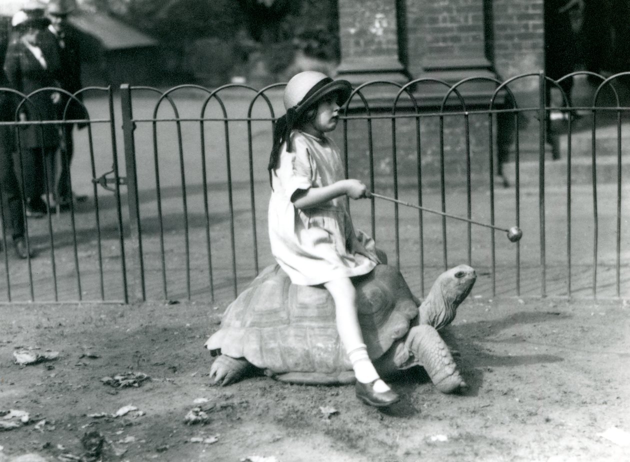 Une petite fille, Betty, tend un bâton avec une pomme au bout pour guider la tortue géante qu