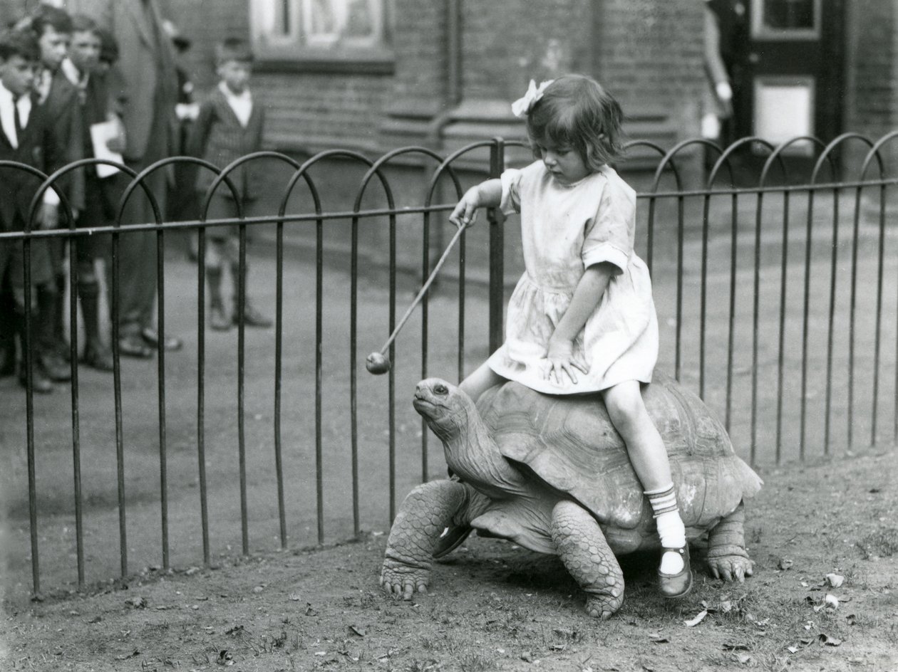 Une petite fille, Betty, tend un bâton avec une pomme au bout pour guider la tortue géante qu