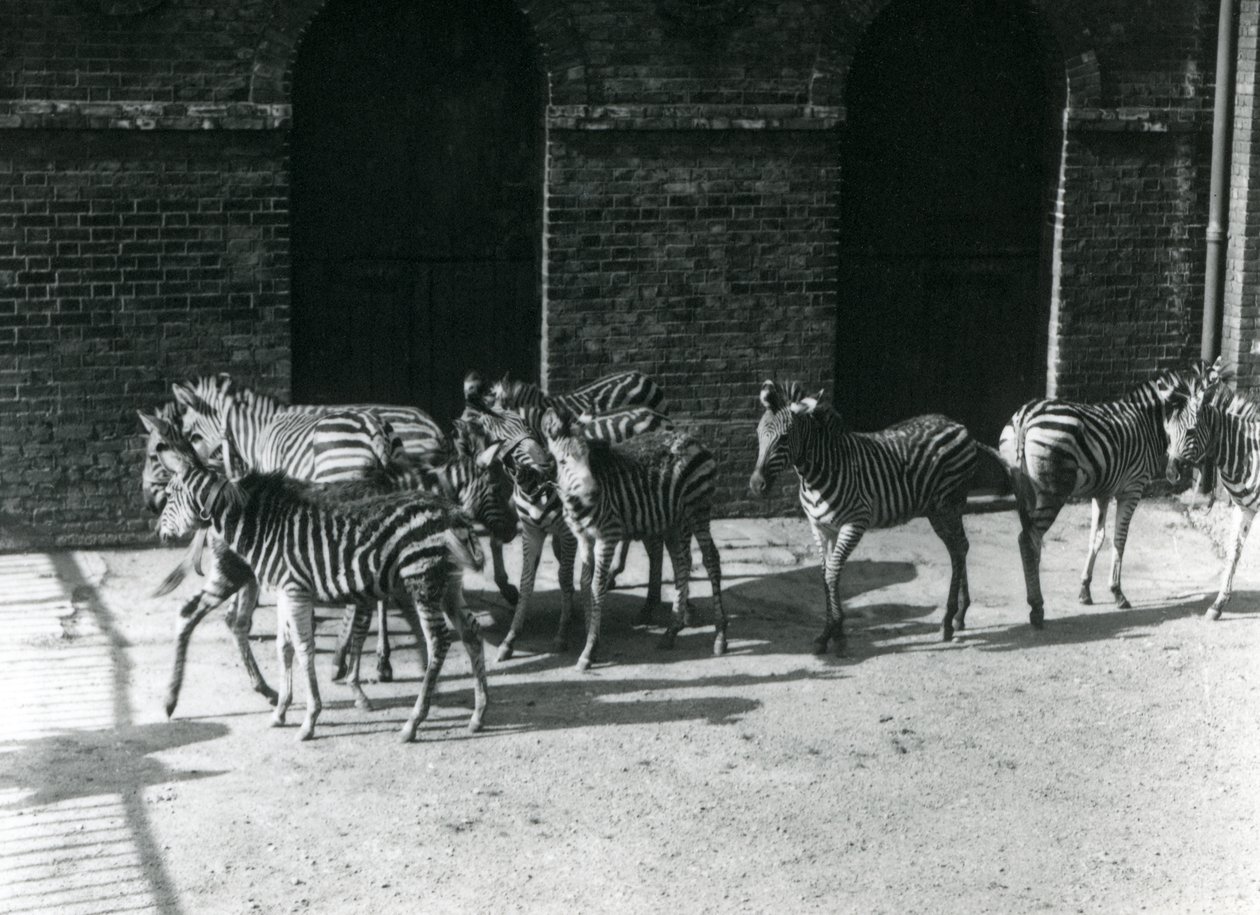 Un petit troupeau de zèbres de Chapman au Zoo de Londres en 1924 - Frederick William Bond