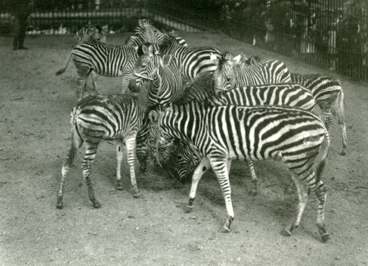 Un petit troupeau de zèbres de Chapman, y compris des jeunes, zoo de Londres en 1923 - Frederick William Bond