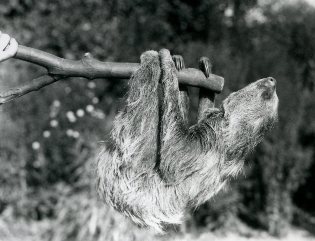 Un paresseux à deux doigts suspendu à une branche coupée, tenue par un gardien, Zoo de Londres, septembre 1925 - Frederick William Bond
