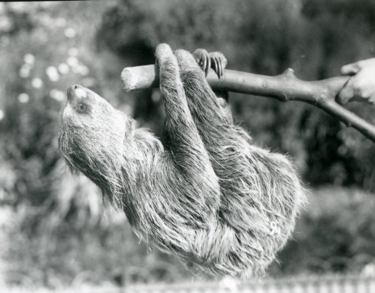 Un paresseux à deux doigts suspendu à une branche coupée, tenue par un gardien, Zoo de Londres, septembre 1925 - Frederick William Bond