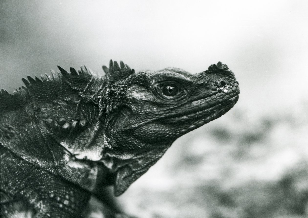 Un lézard à voile vulnérable au Zoo de Londres en 1928 (photo n/b) - Frederick William Bond