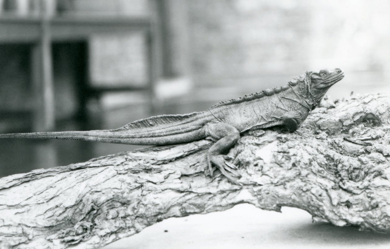 Un lézard à voile vulnérable reposant sur une bûche au Zoo de Londres en 1928 (photo n/b) - Frederick William Bond