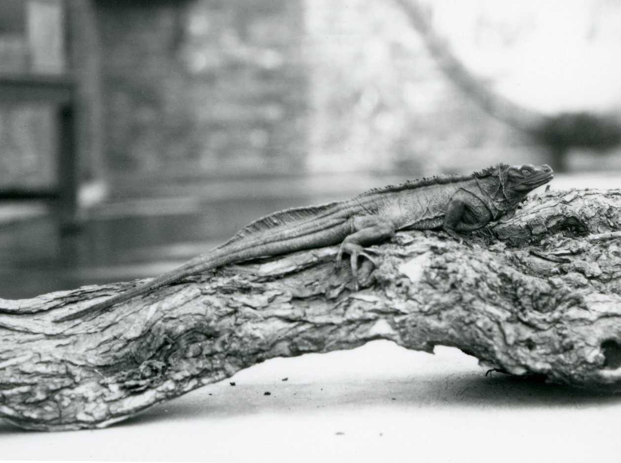 Un lézard à voile vulnérable reposant sur une bûche au Zoo de Londres en 1928 (photo n/b) - Frederick William Bond
