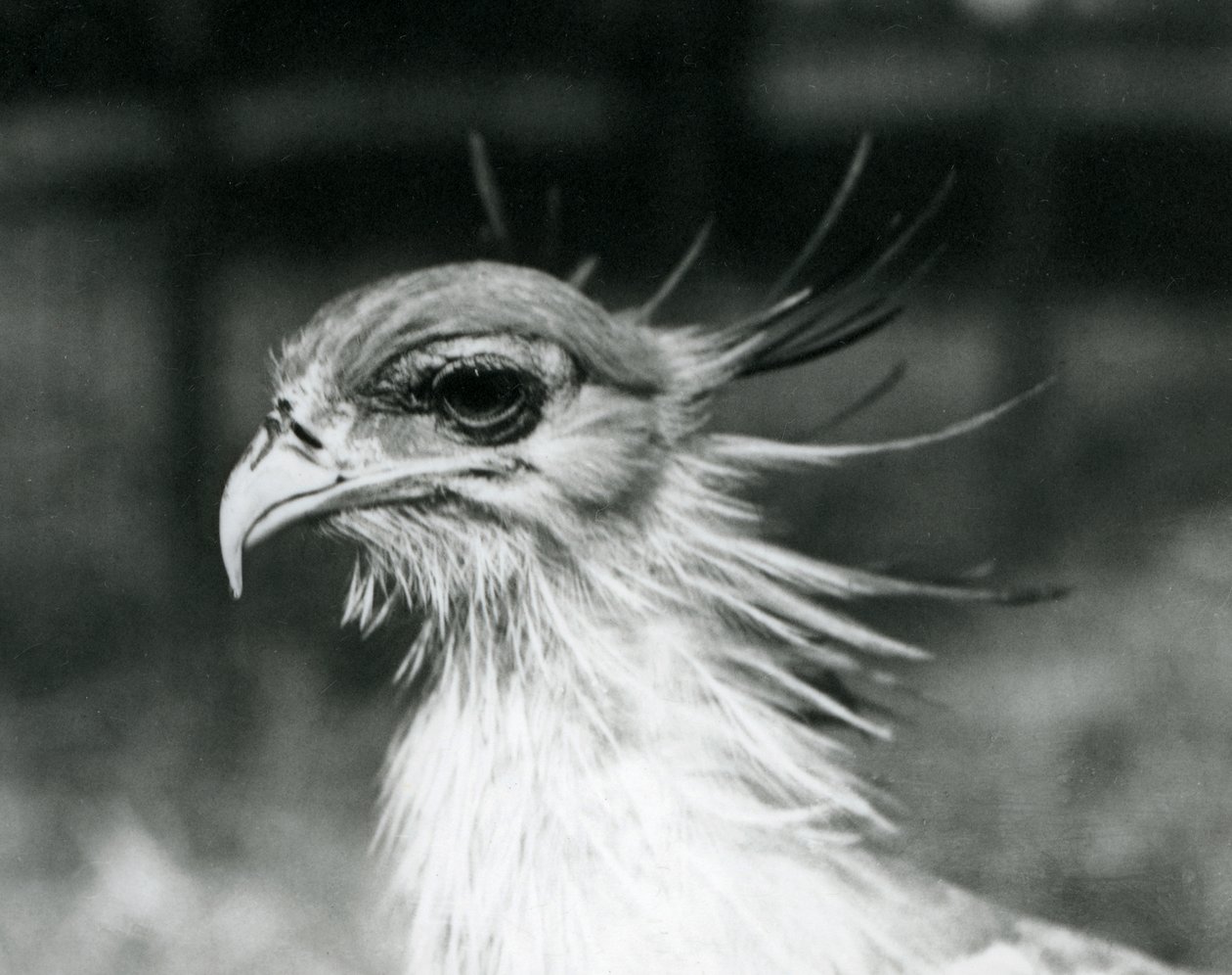 Un secrétaire vulnérable au zoo de Londres en 1928 - Frederick William Bond