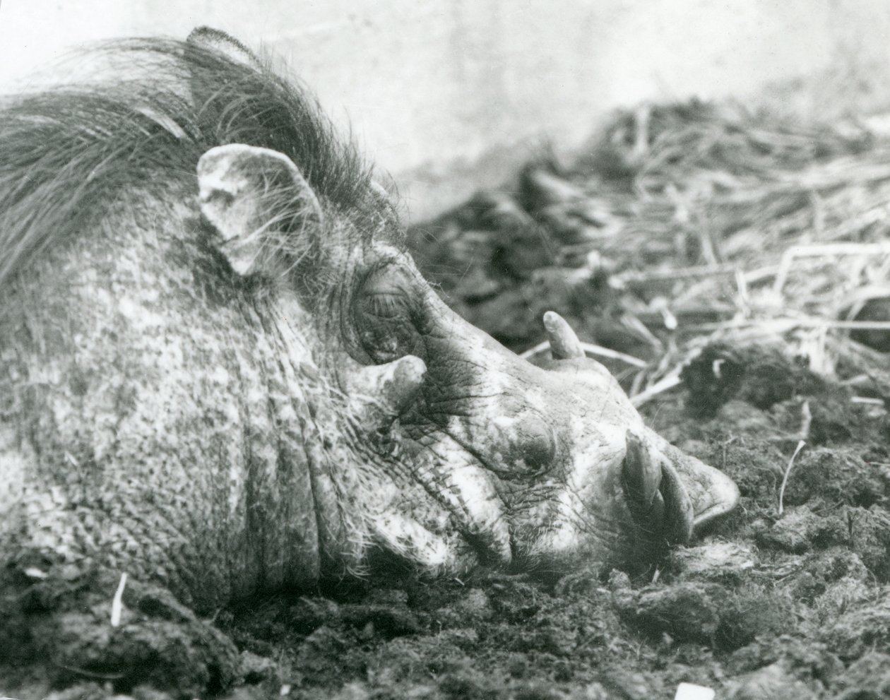 Un phacochère se reposant dans la boue au zoo de Londres - Frederick William Bond