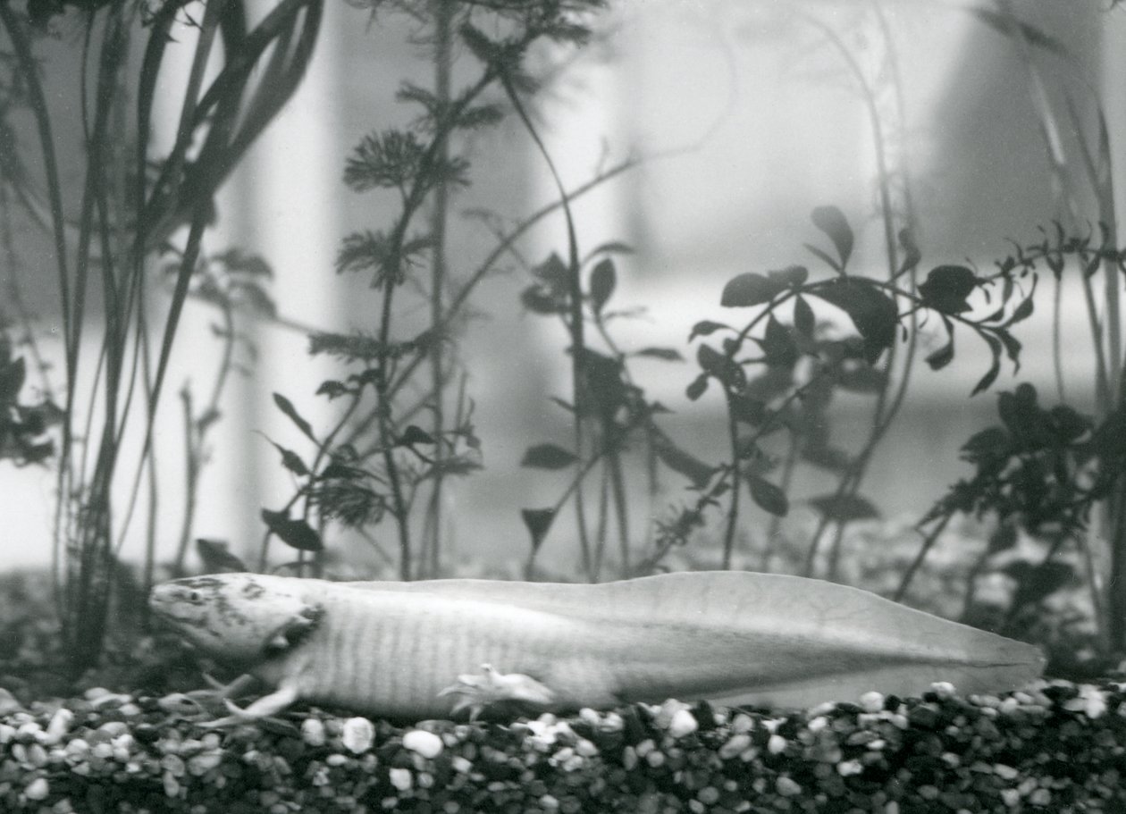 Un axolotl blanc/salamandre mexicaine reposant sur du gravier au fond d