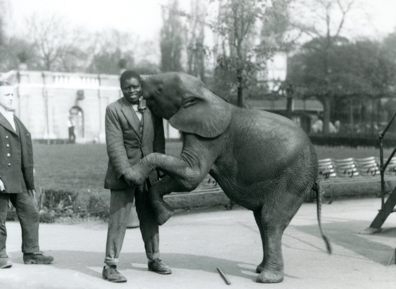 Un jeune éléphant pygmée africain se dresse sur ses pattes arrière pour embrasser son dresseur africain, tandis que le gardien regarde, Zoo de Londres, juillet 1925 - Frederick William Bond