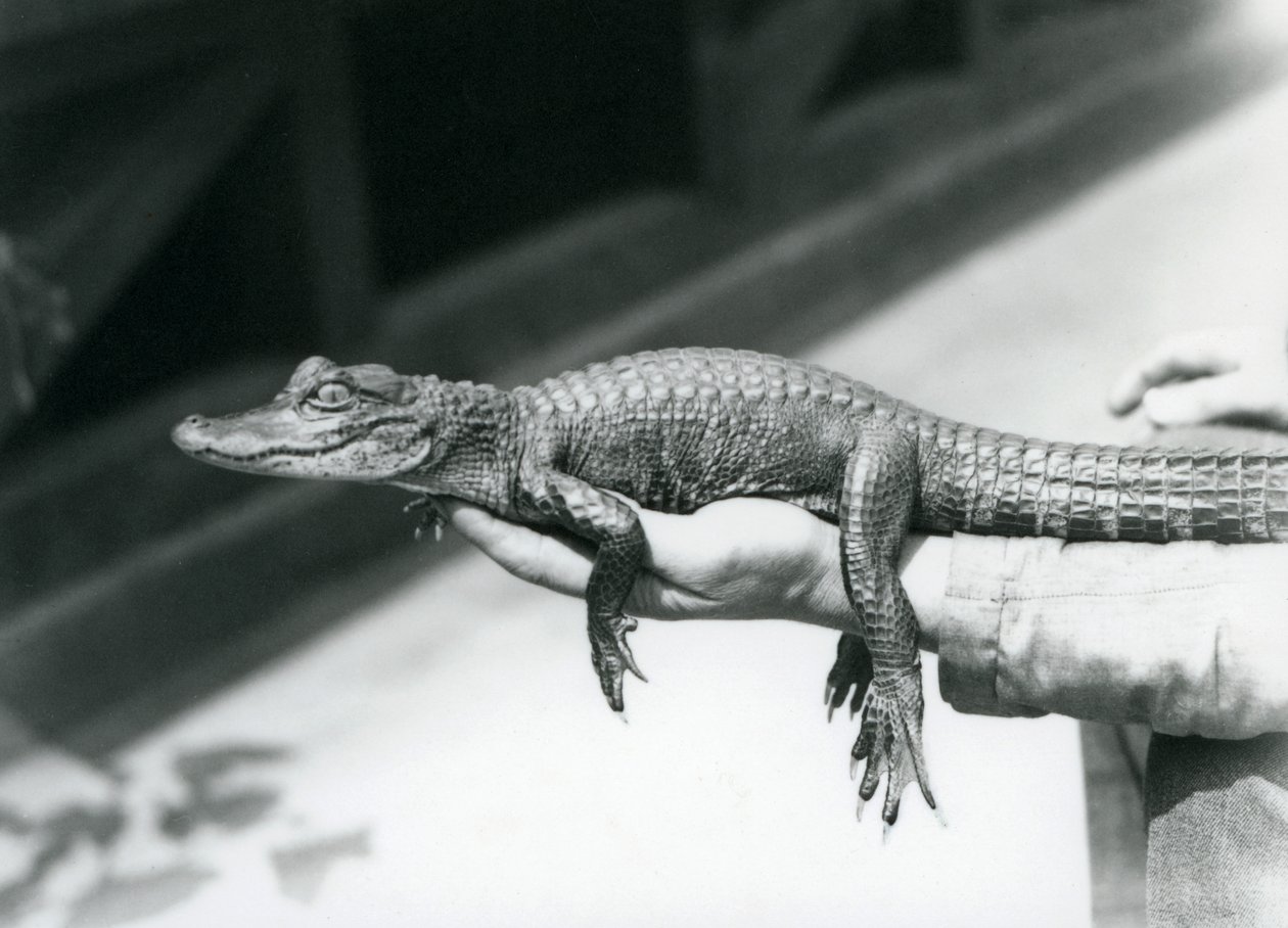 Un jeune alligator tenu dans la main de son gardien, Zoo de Londres - Frederick William Bond