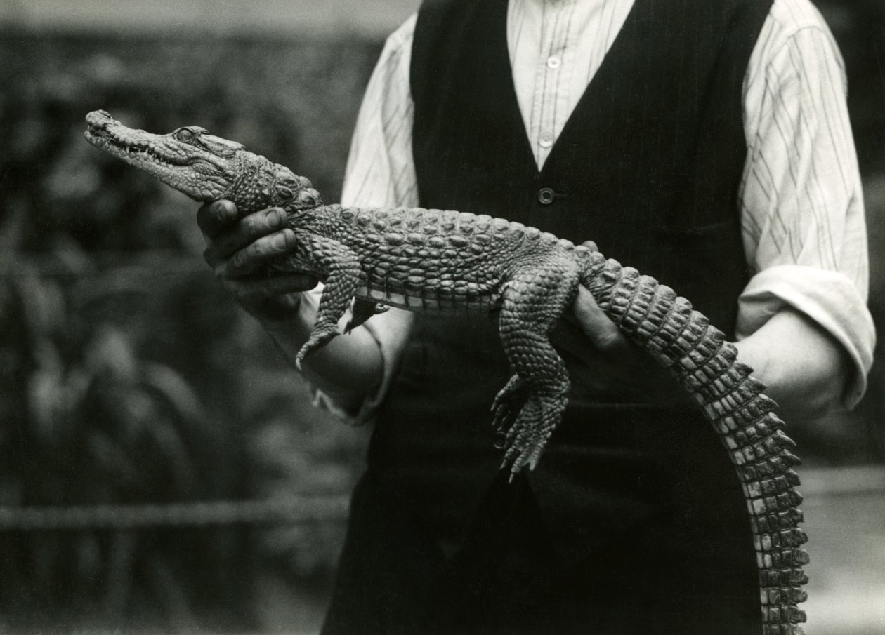 Un jeune Alligator américain tenu par son gardien, Zoo de Londres, 1924 - Frederick William Bond