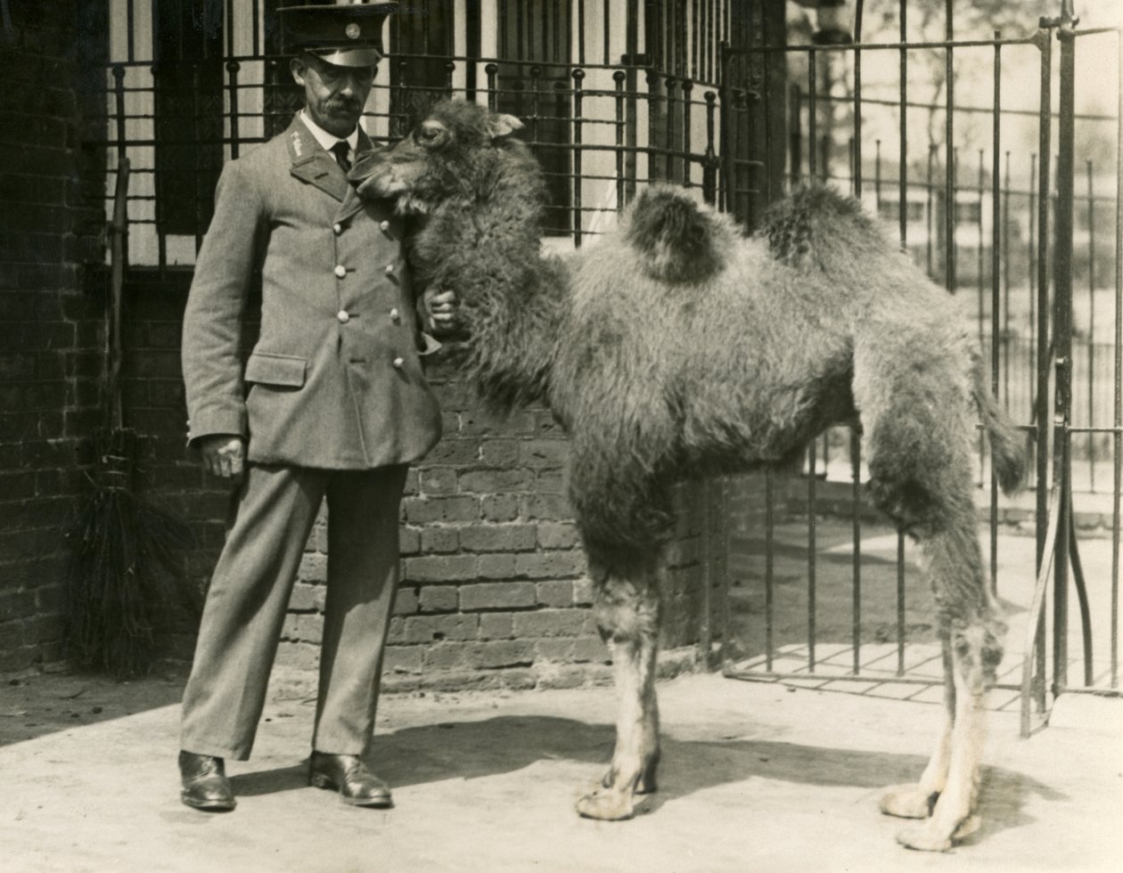Un jeune chameau de Bactriane, né dans la ménagerie, avec son gardien, Zoo de Londres - Frederick William Bond