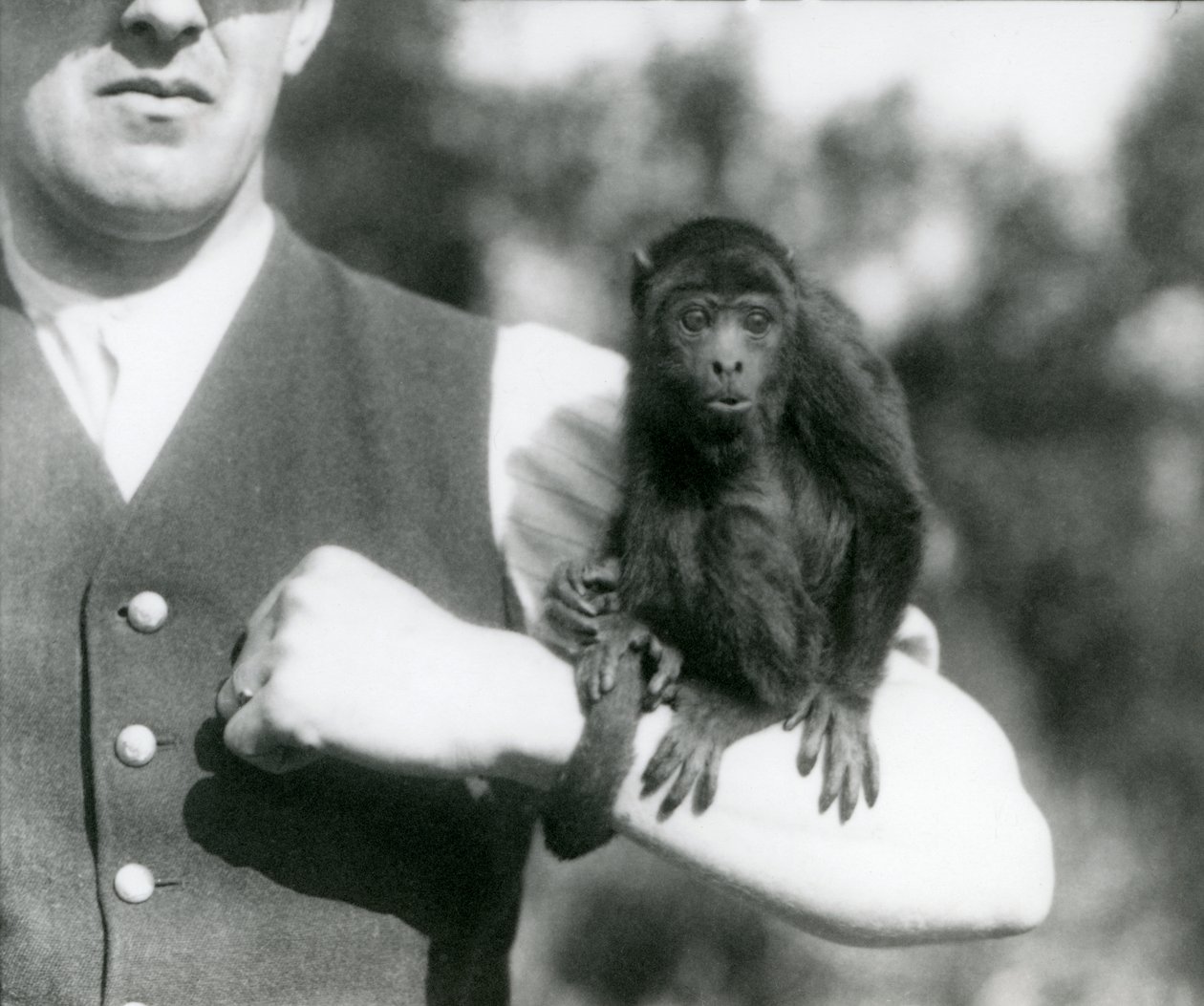 Un jeune singe hurleur noir assis sur le bras d