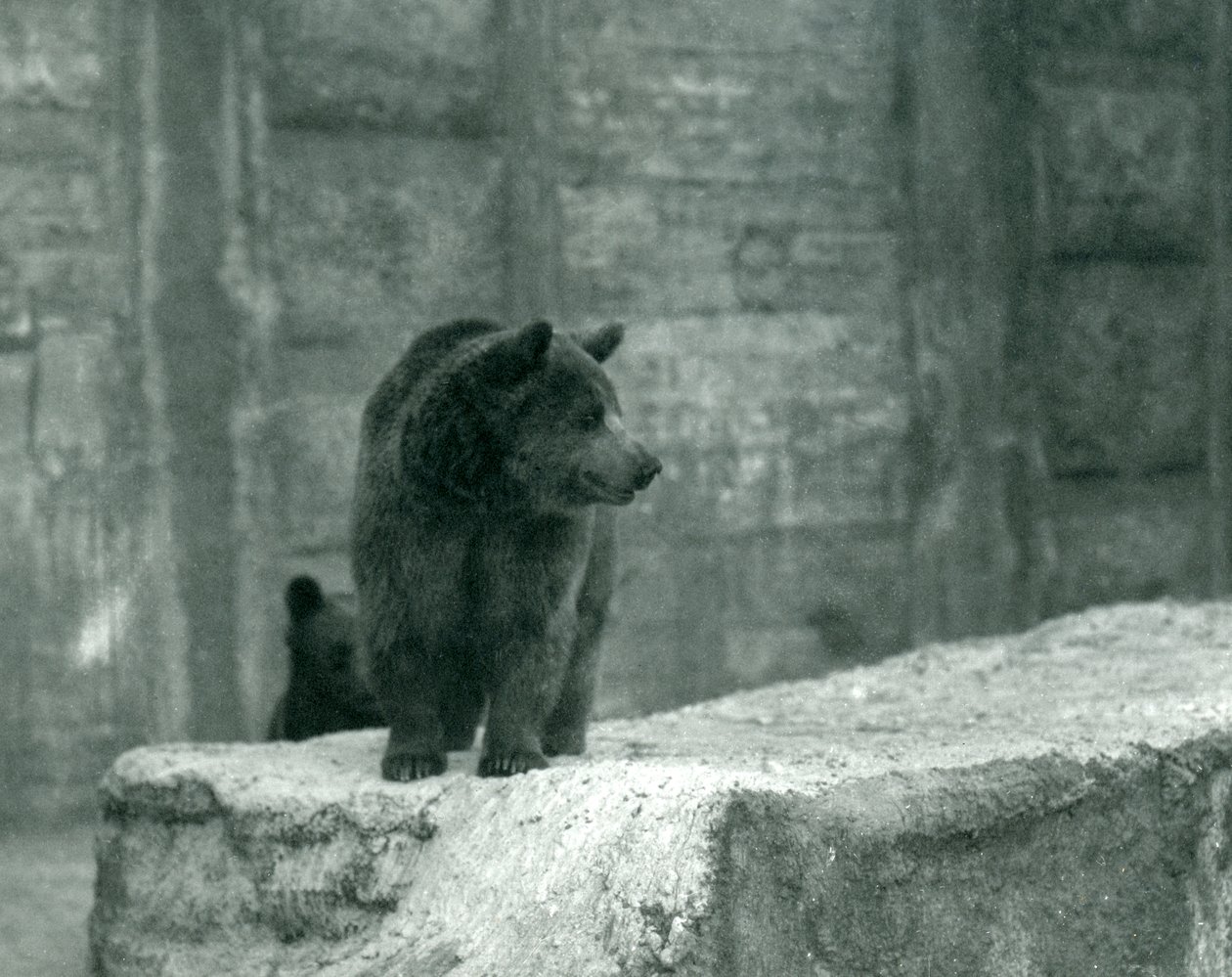 Un jeune ours brun au zoo de Londres, juin 1914 - Frederick William Bond