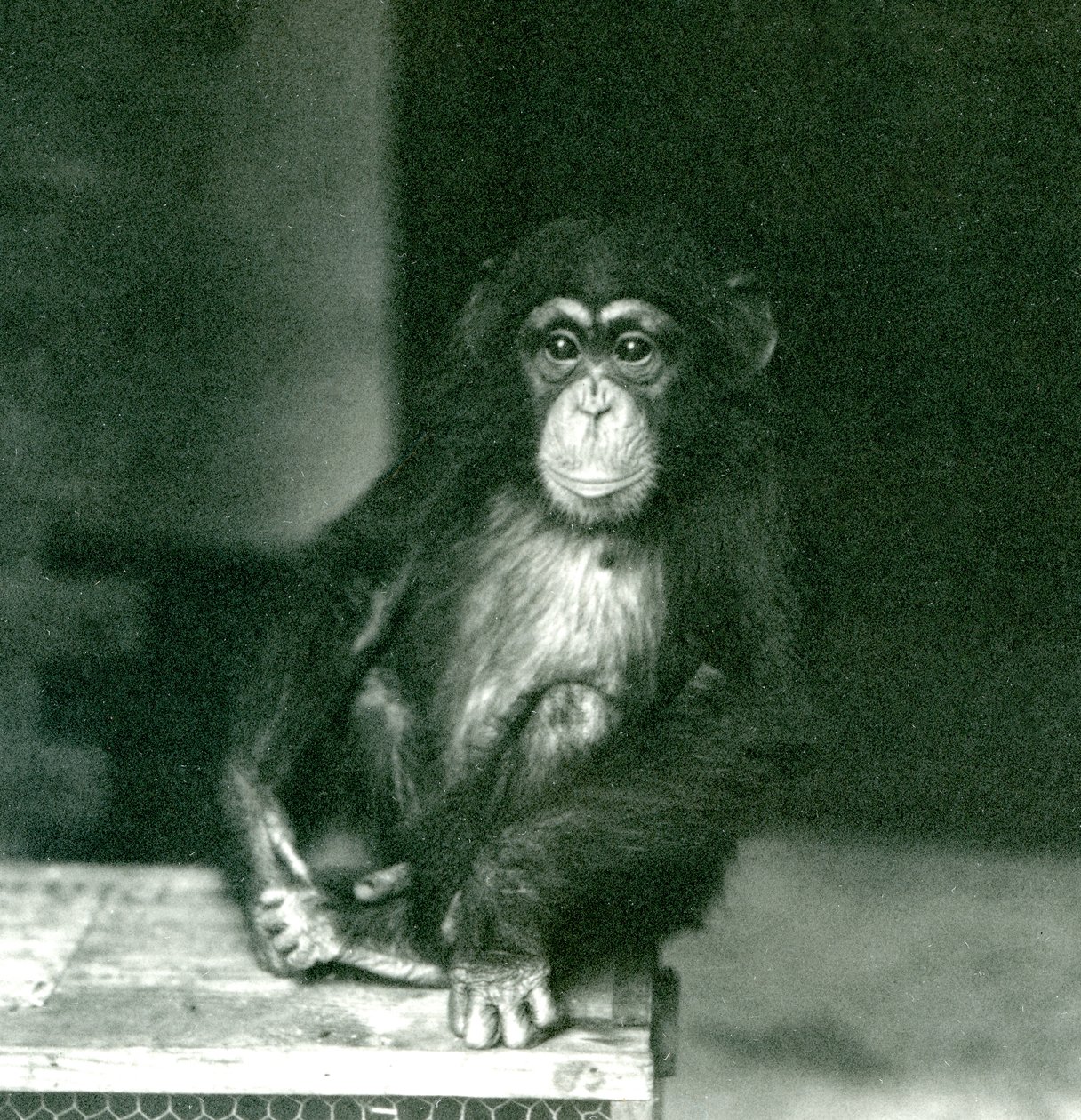 Un jeune chimpanzé assis sur une caisse en bois au zoo de Londres en 1924 (photo n/b) - Frederick William Bond