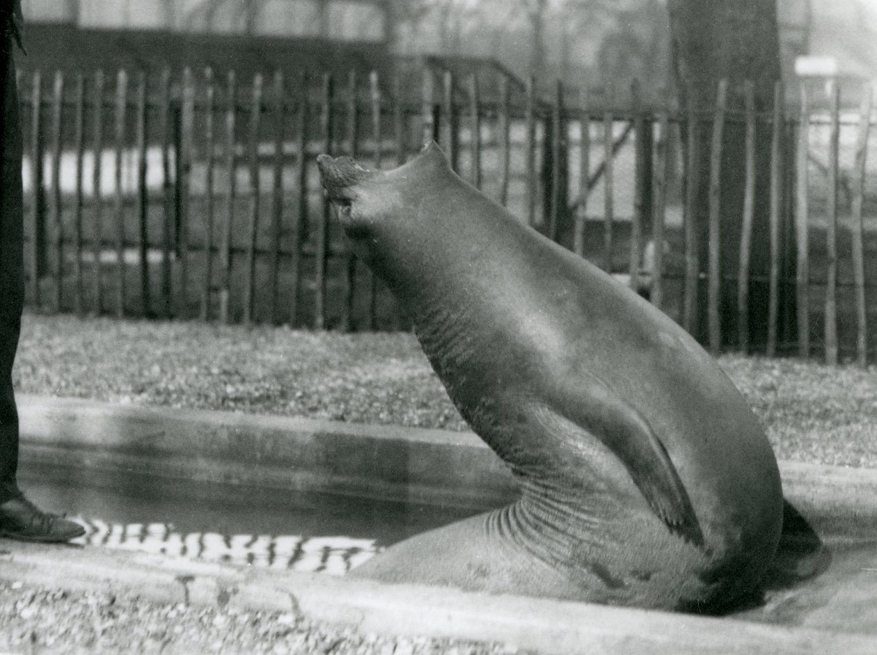 Un jeune éléphant de mer se retournant, Zoo de Londres - Frederick William Bond
