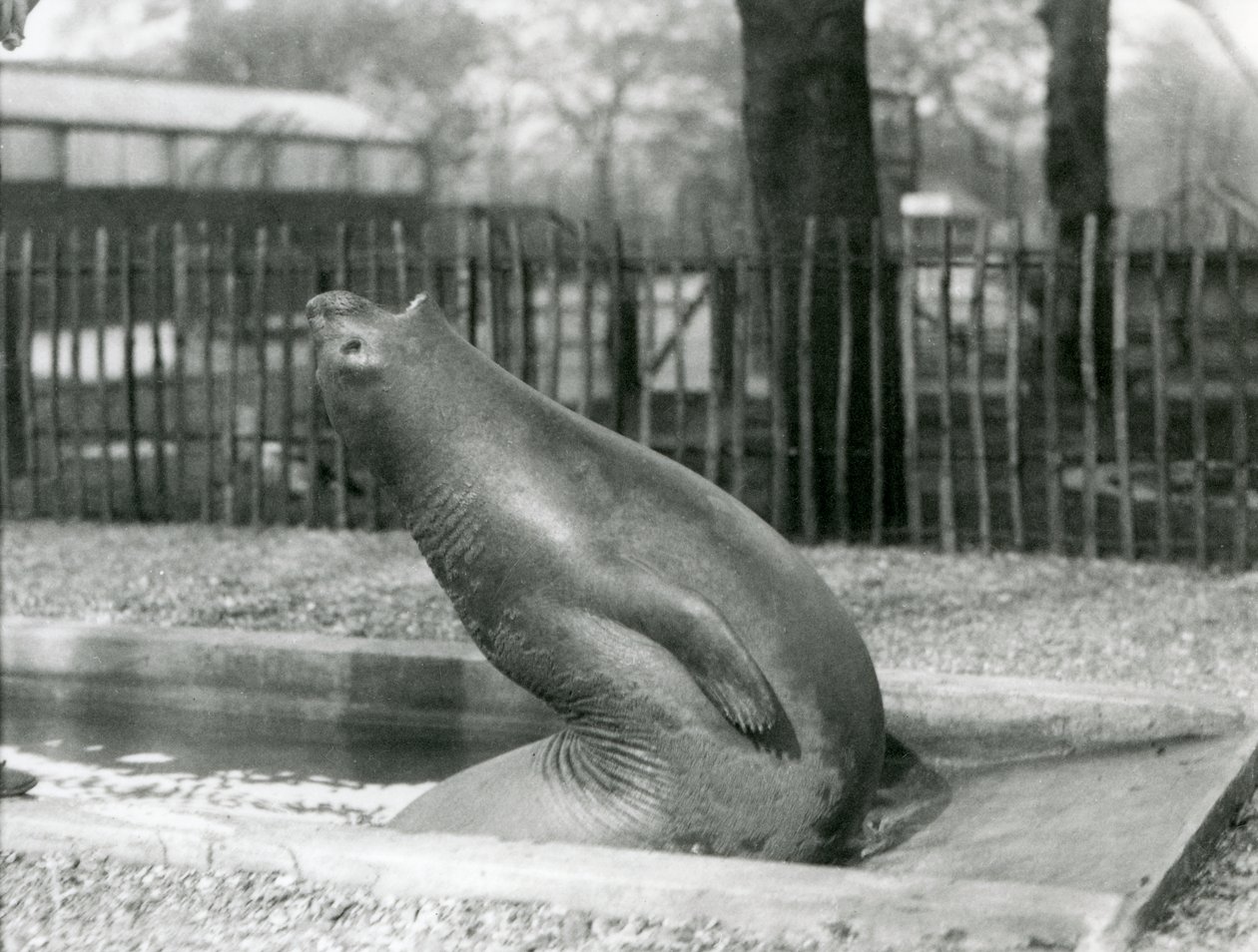 Un jeune éléphant de mer se retournant, Zoo de Londres - Frederick William Bond