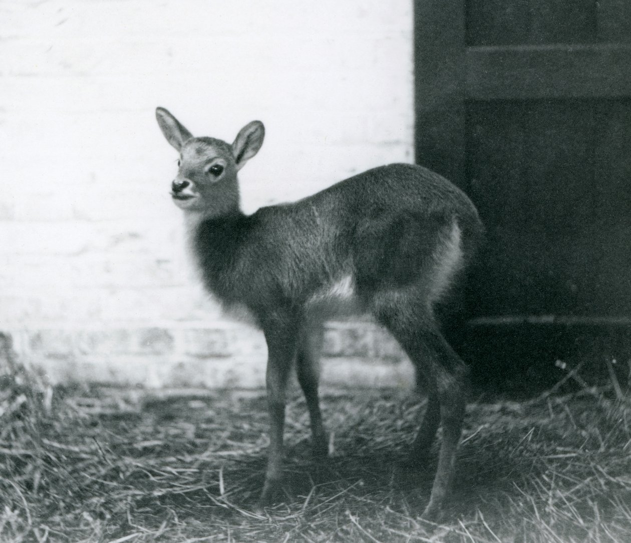 Un jeune Lechwe debout sur du foin, Zoo de Londres, janvier 1926 - Frederick William Bond