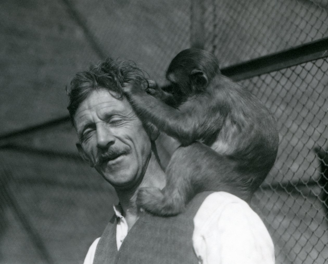 Un jeune singe toilettant les cheveux du gardien Flewin, Zoo de Londres 1928 - Frederick William Bond