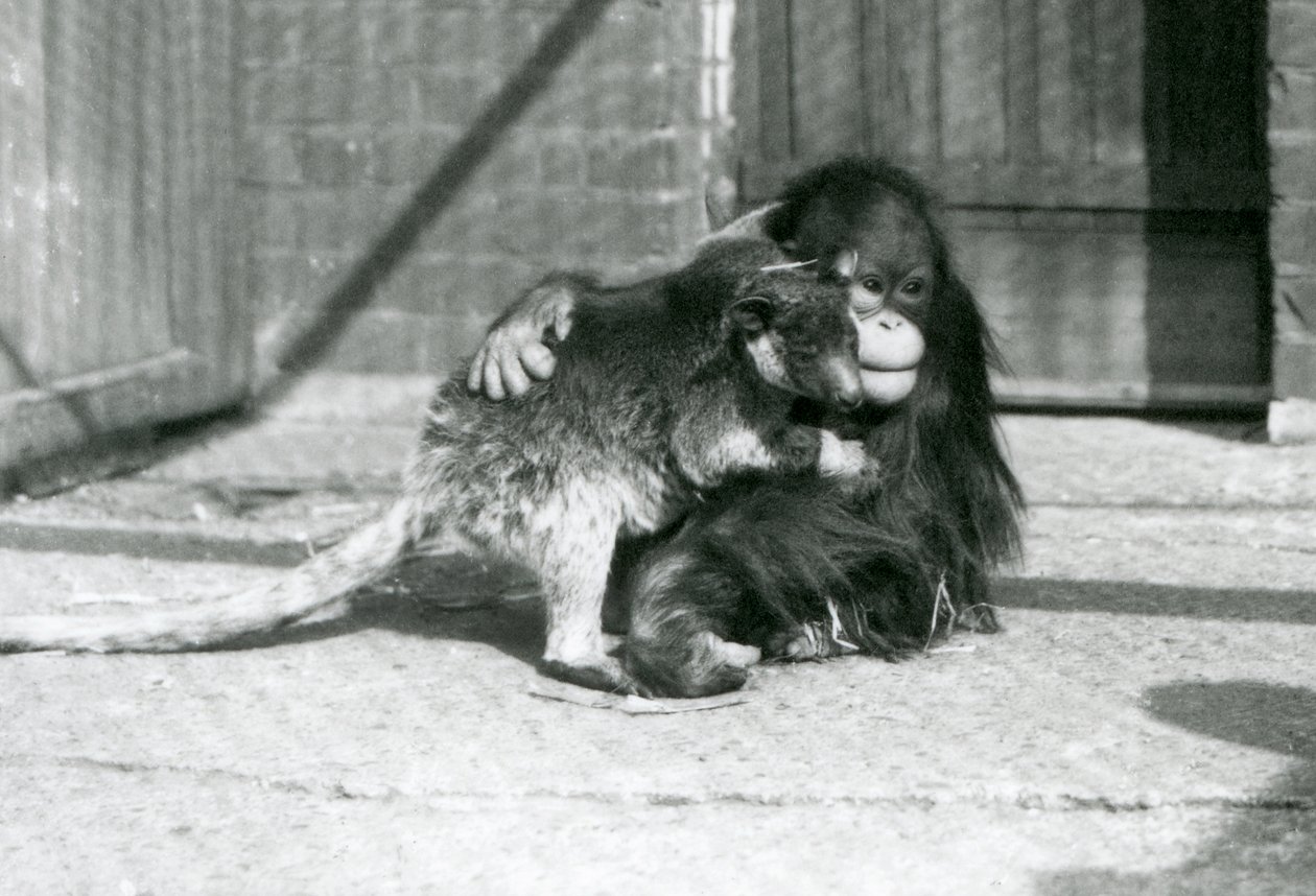 Un jeune orang-outan étreint un kangourou arboricole au zoo de Londres en 1927 - Frederick William Bond