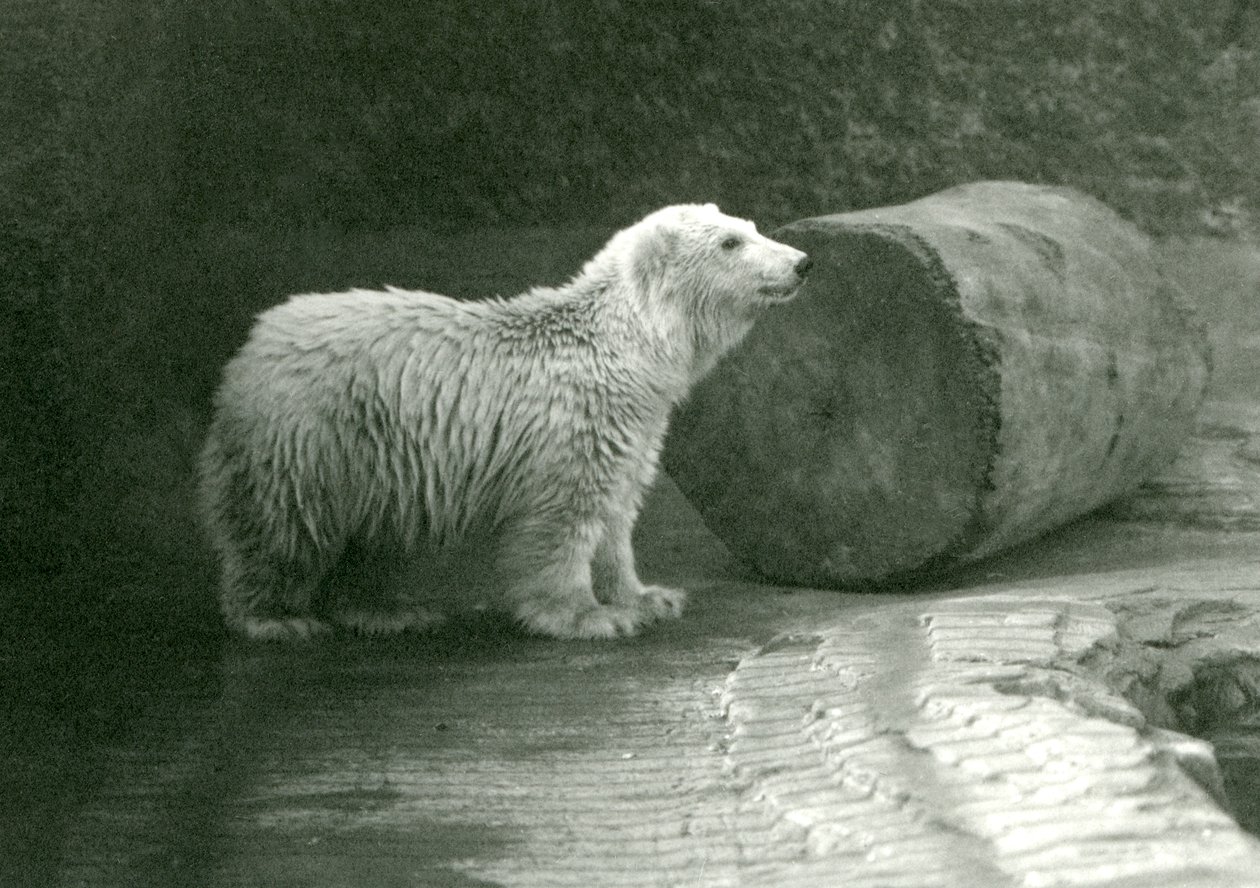 Un jeune ours polaire au Zoo de Londres, novembre 1924 - Frederick William Bond