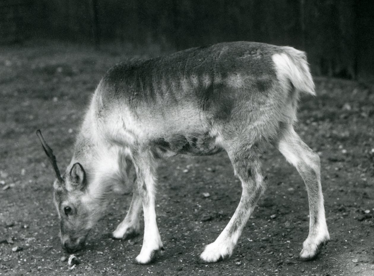 Un jeune renne au Zoo de Londres, 1925 - Frederick William Bond