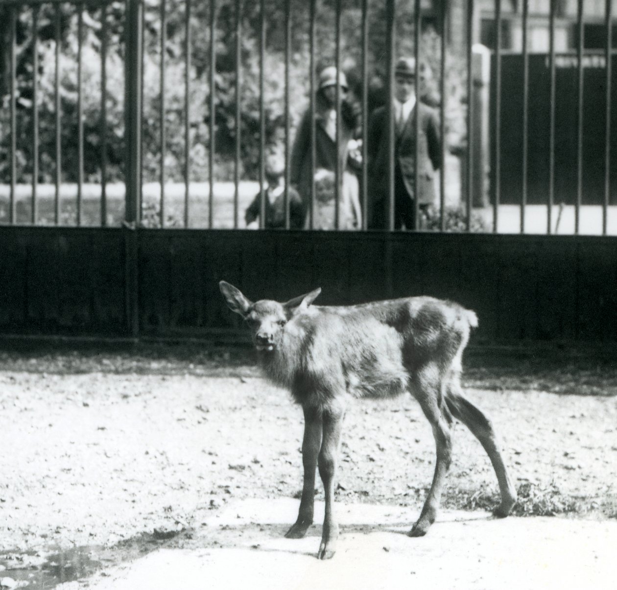 Un jeune wapiti/élan debout dans son enclos, avec des visiteurs regardant à travers les barreaux, zoo de Londres, août 1927 - Frederick William Bond