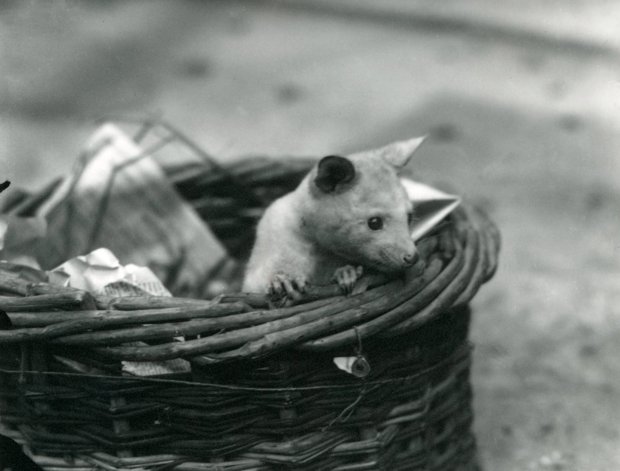 Un jeune opossum albinos regardant hors d