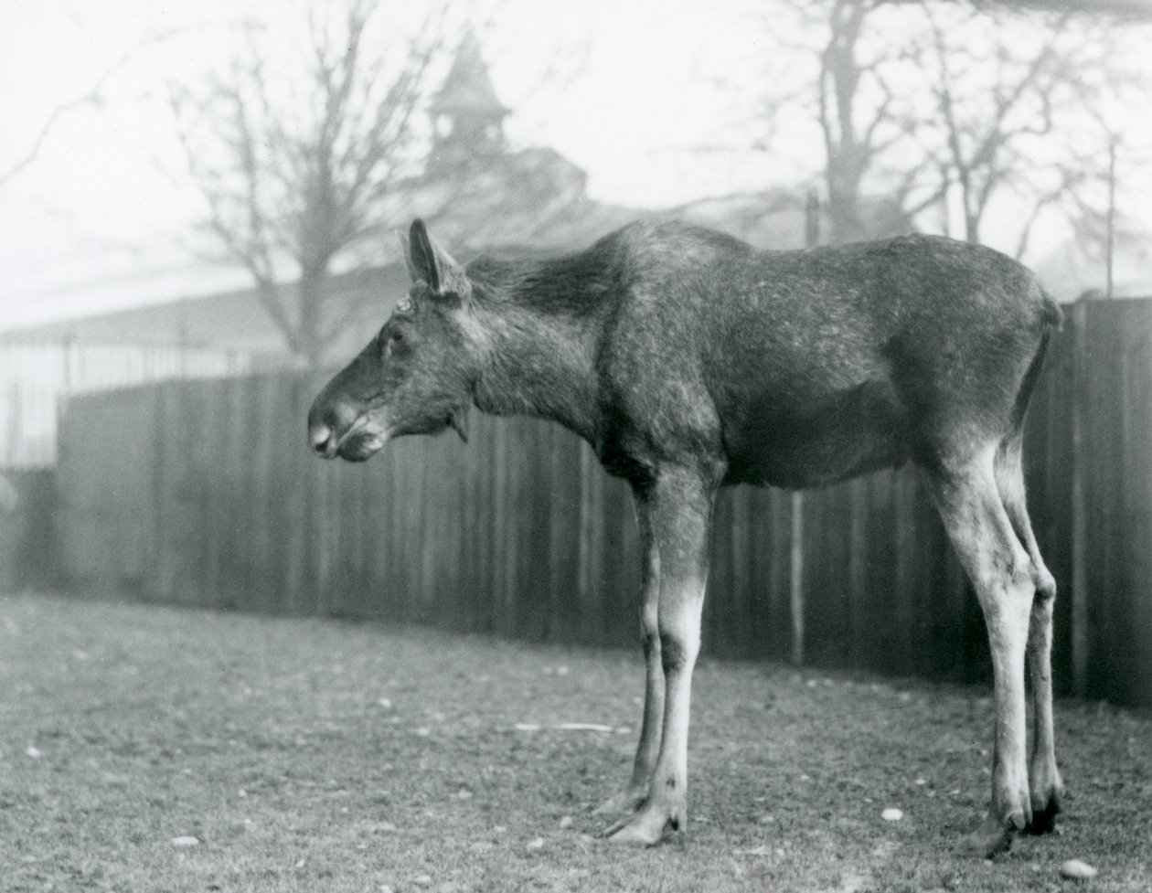 Un jeune élan mâle, avec des blessures de bois récemment perdus, dans son enclos au Zoo de Londres - Frederick William Bond