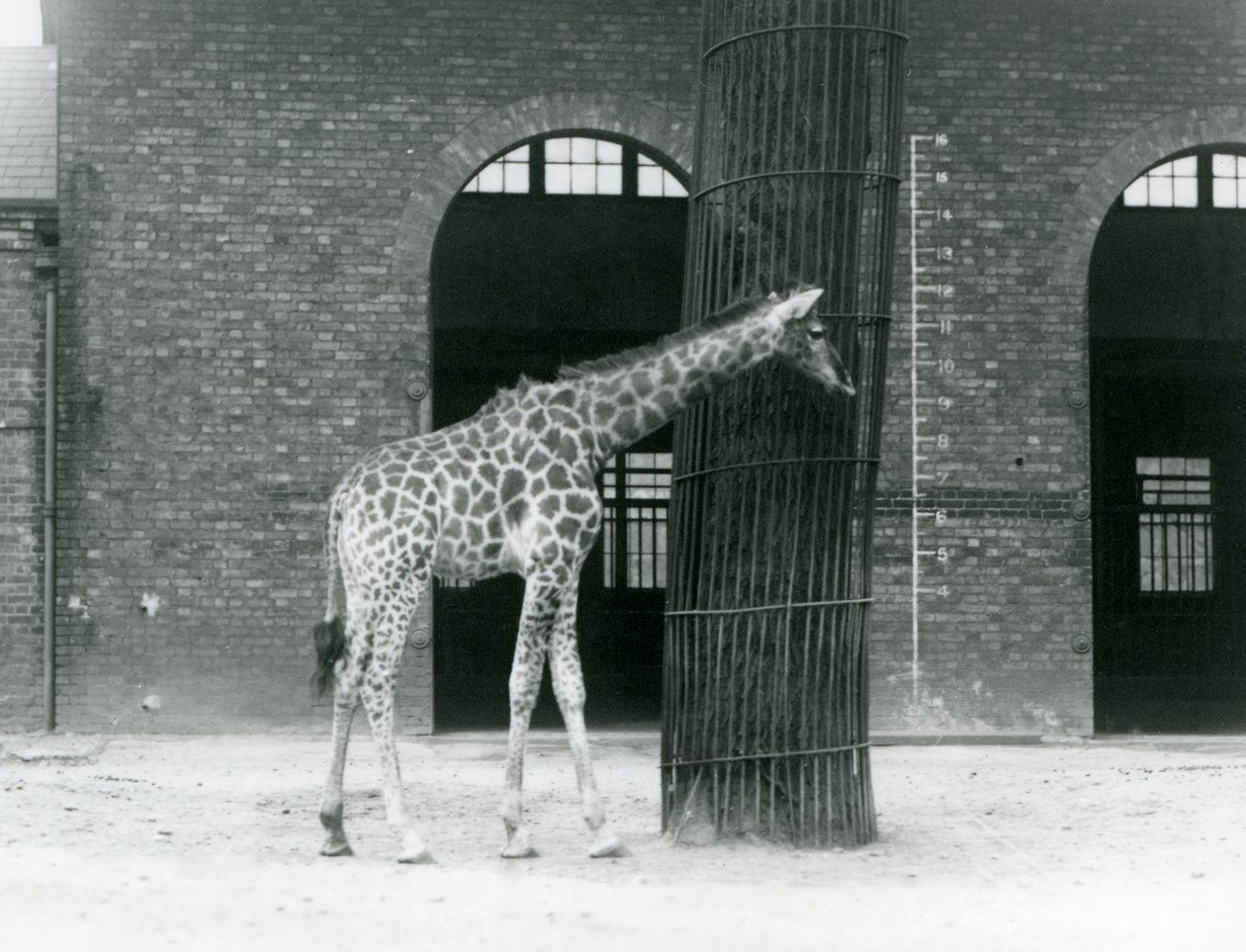 Une jeune girafe femelle debout devant un arbre, dans le paddock à l
