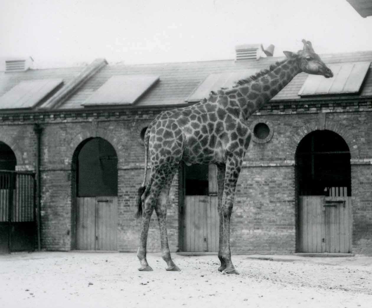 Un jeune girafe mâle debout dans son enclos devant la Maison des Girafes, Zoo de Londres - Frederick William Bond