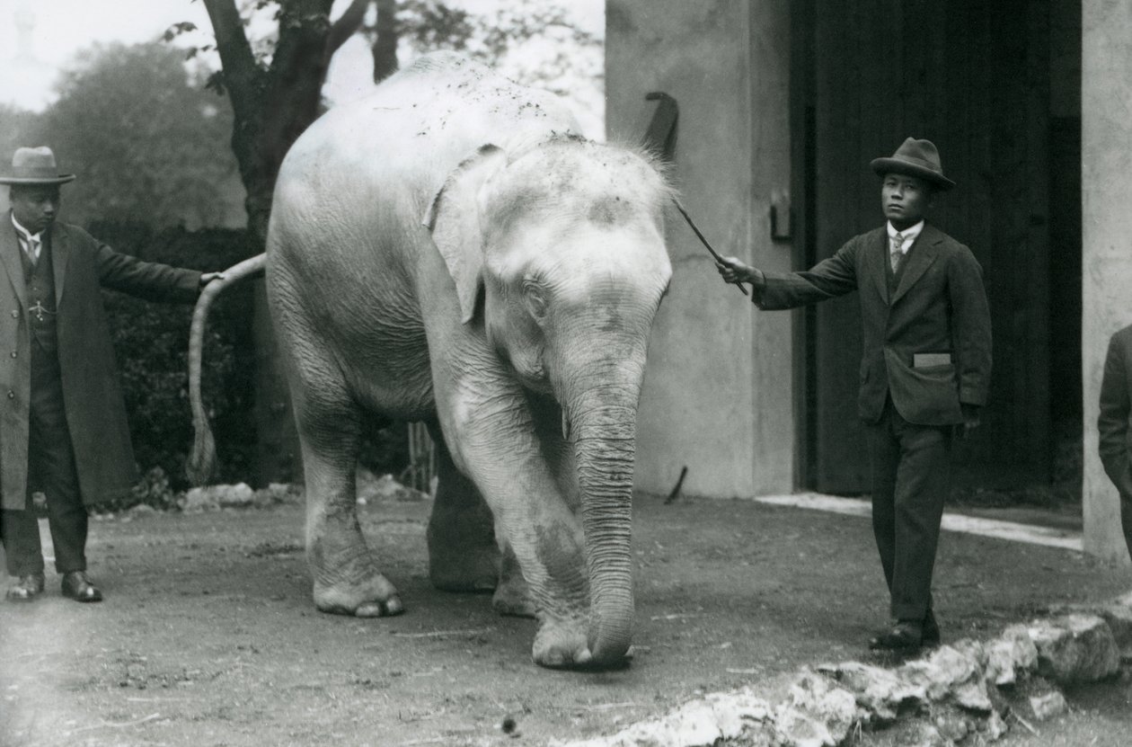 Un éléphant birman albinos avec des assistants dont le Dr. Saw Po Min, zoo de Londres, mai 1926 - Frederick William Bond
