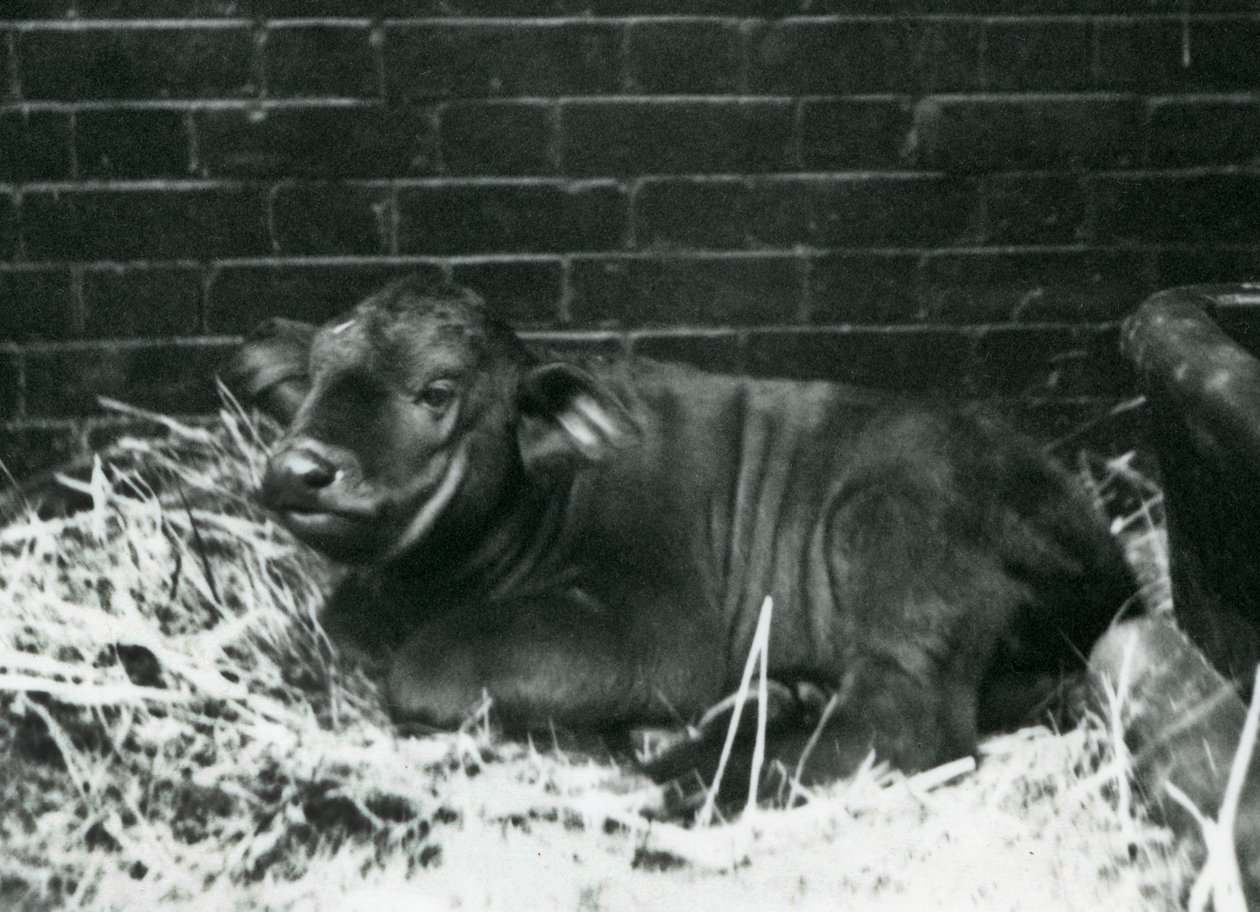 Un veau de buffle du Cap africain, né dans la ménagerie le 8 février 1927, couché dans la paille, zoo de Londres, février 1927 - Frederick William Bond