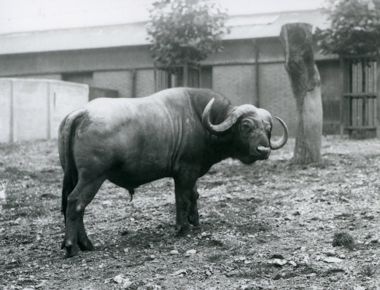 Un buffle d
