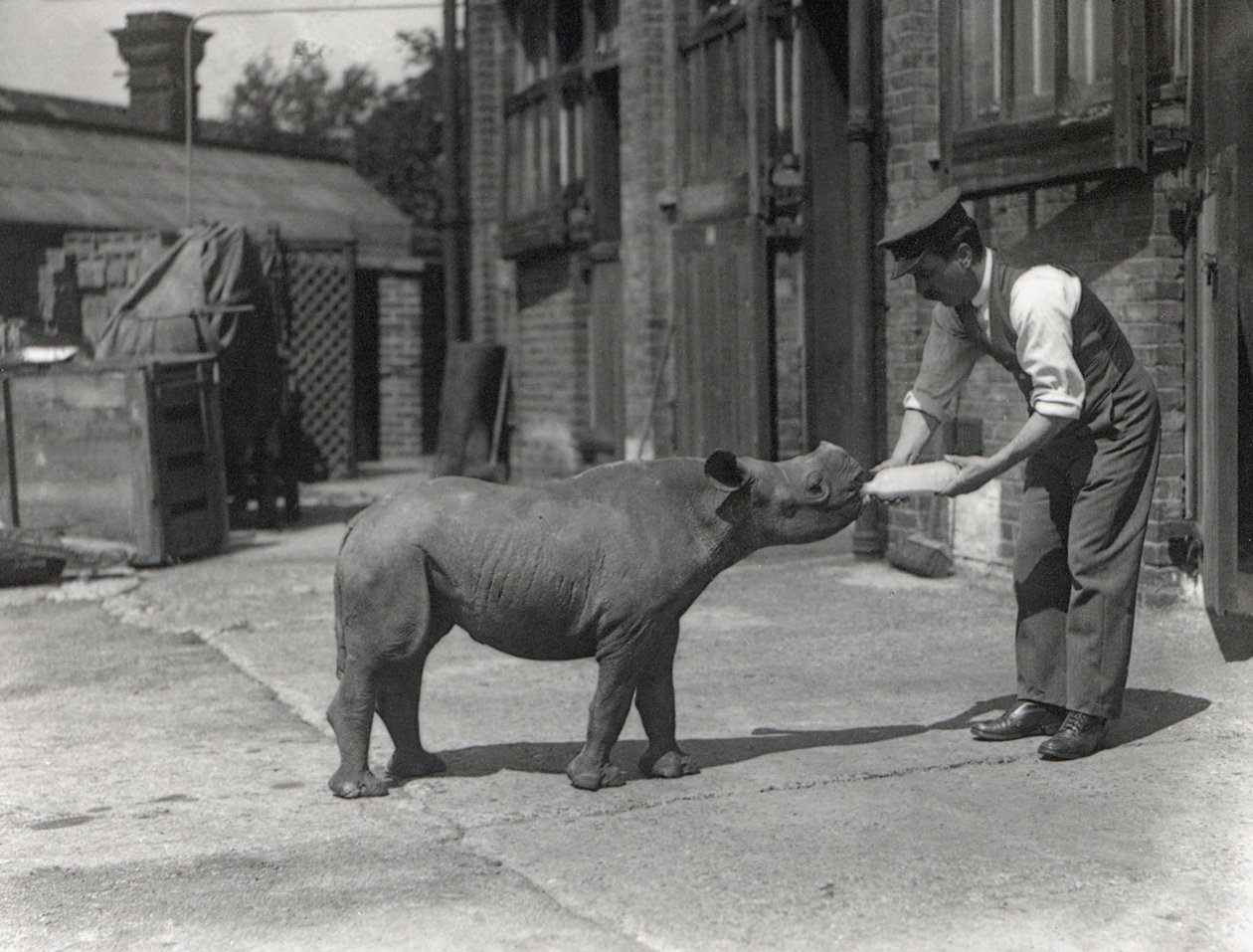 Un rhinocéros africain, Kathlene, et le gardien Harry Warryck au zoo de Londres, septembre 1928 - Frederick William Bond