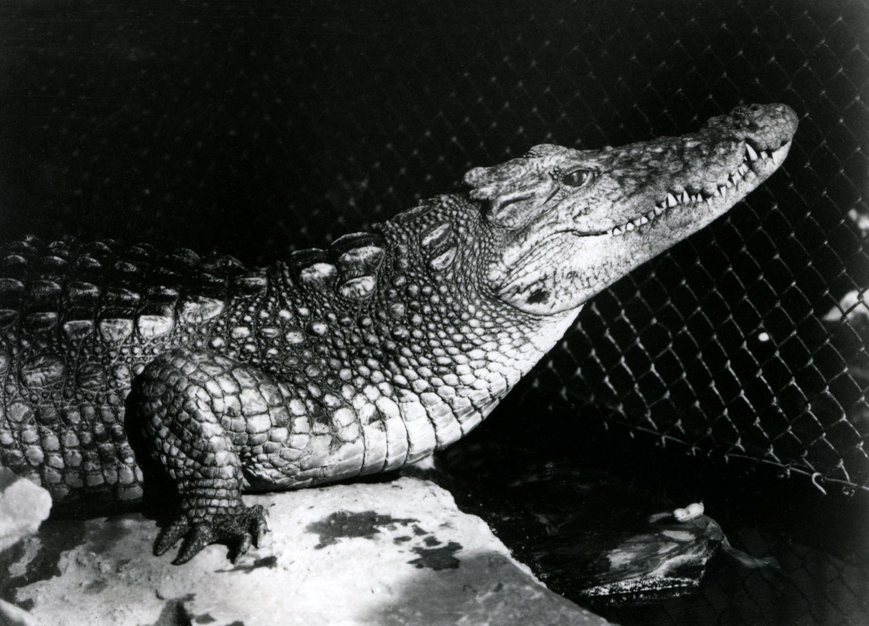 Un alligator américain au Zoo de Londres en septembre 1924 - Frederick William Bond