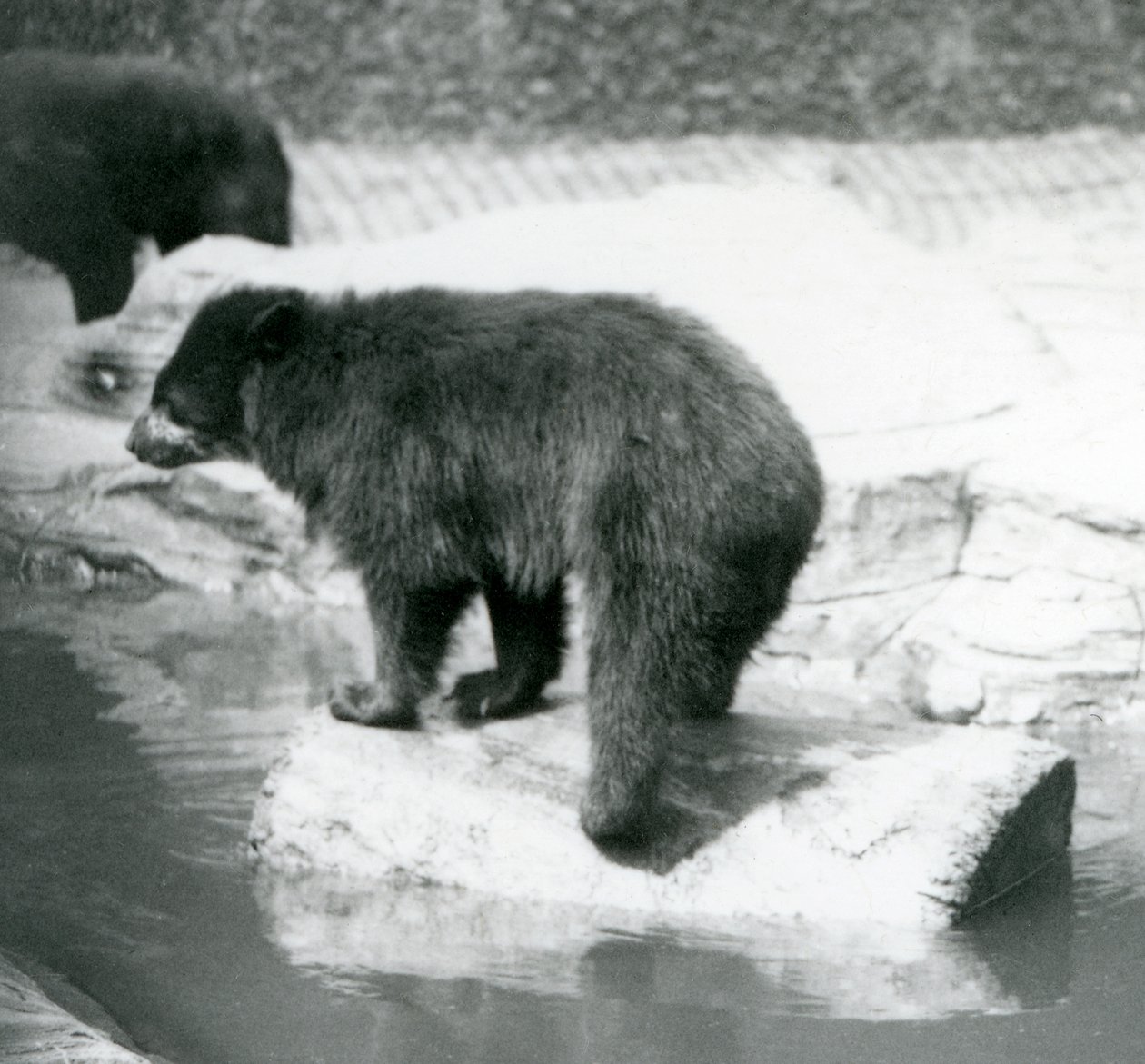 Un ours andin à lunettes en équilibre sur une bûche dans une piscine, Zoo de Londres, juin 1925 - Frederick William Bond