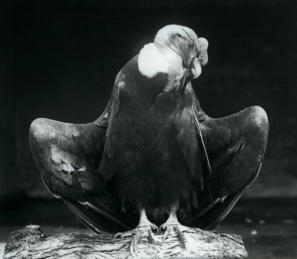 Un condor des Andes reposant sur une bûche, Zoo de Londres, 1925 - Frederick William Bond