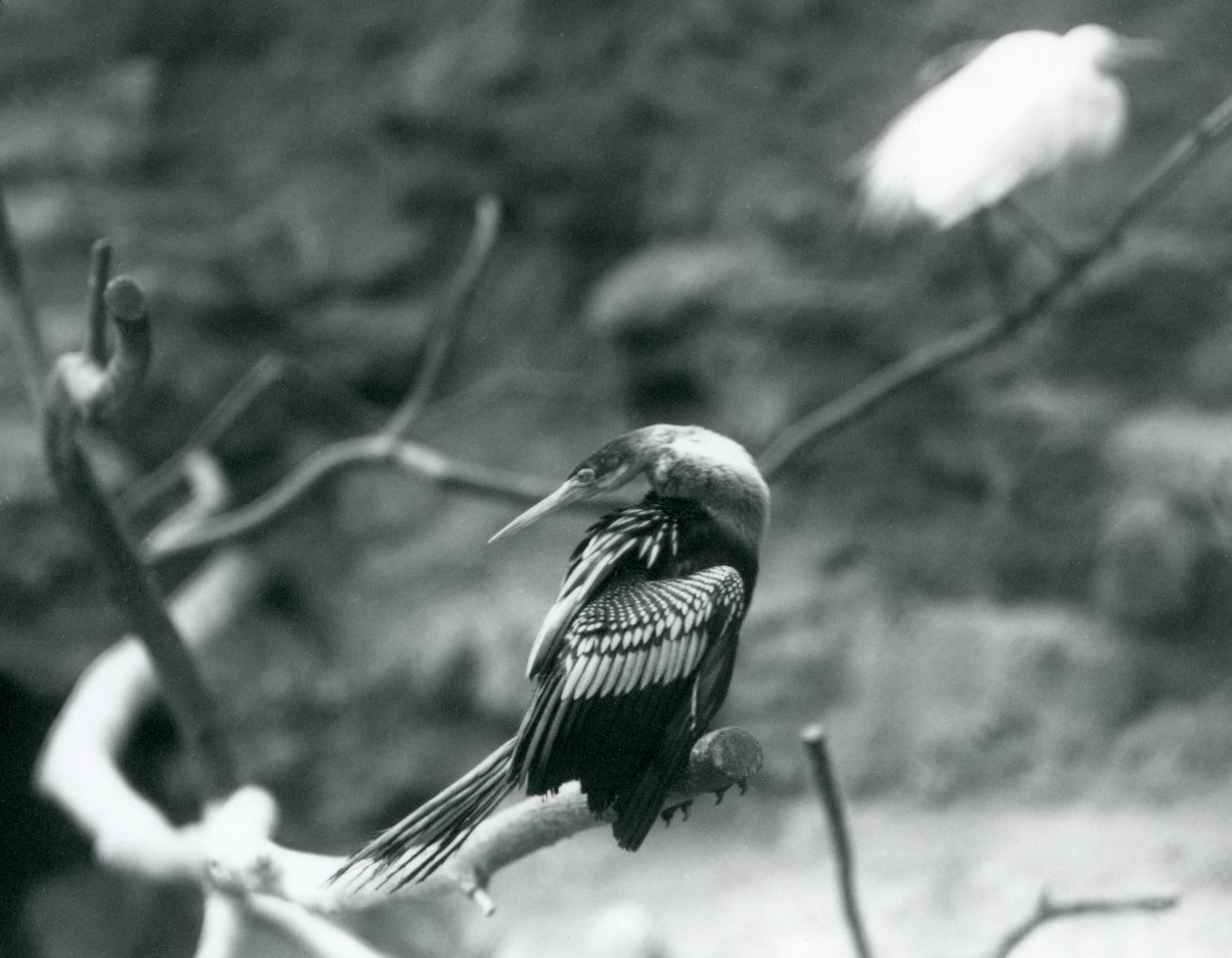 Un anhinga assis sur une branche au Zoo de Londres en septembre 1927 - Frederick William Bond