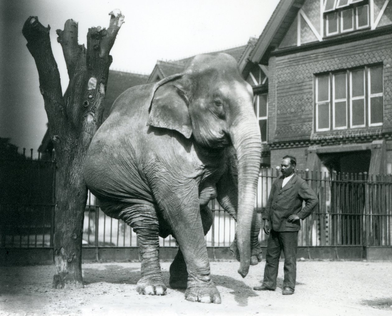 Un éléphant asiatique se grattant contre un arbre mort, en équilibre sur trois pattes, avec son dresseur, Syed Ali, regardant, zoo de Londres - Frederick William Bond