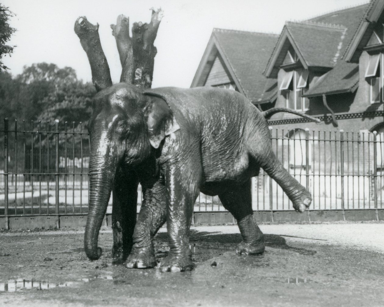 Un éléphant d