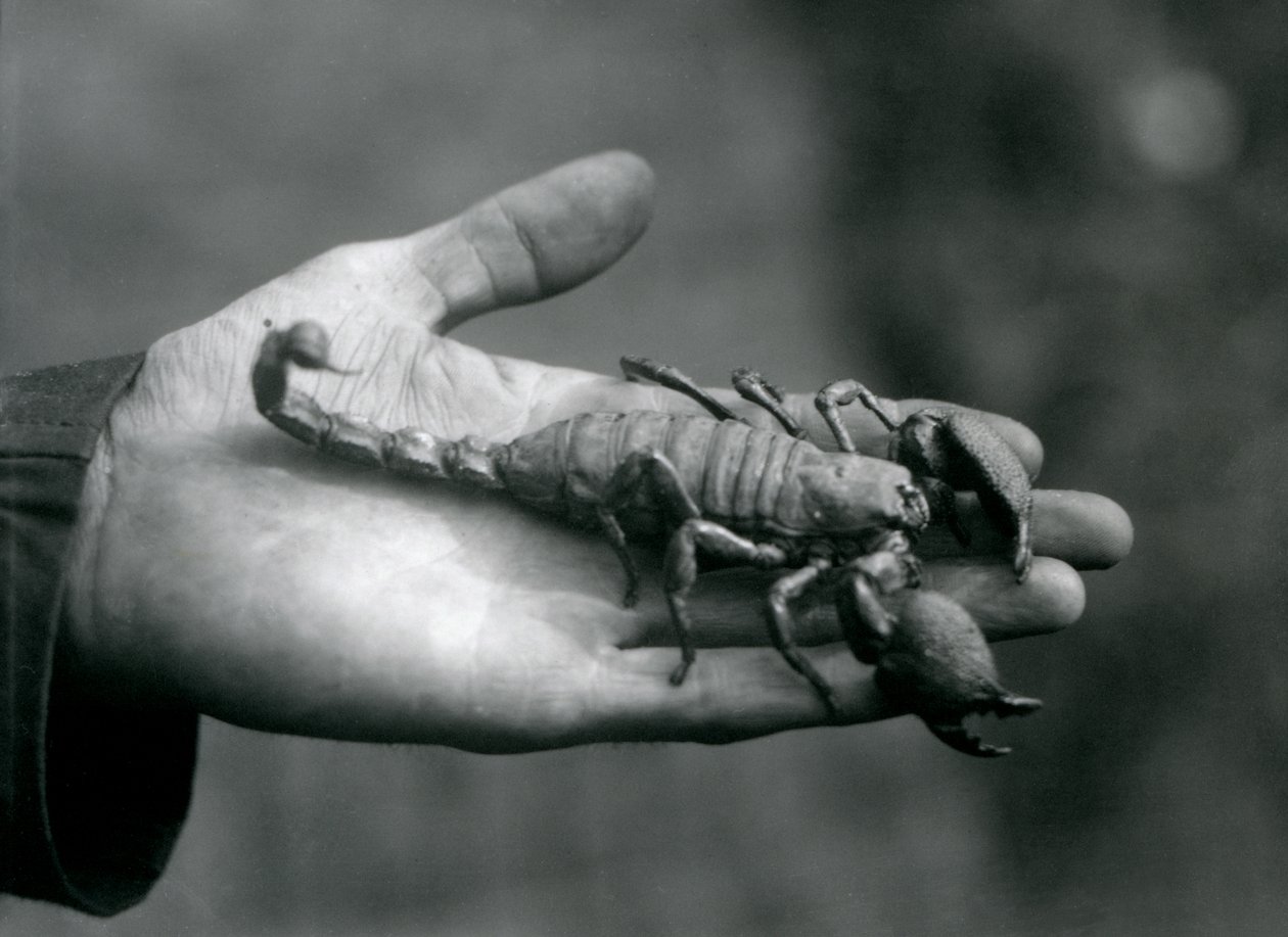Un scorpion empereur tenu dans la paume de la main d