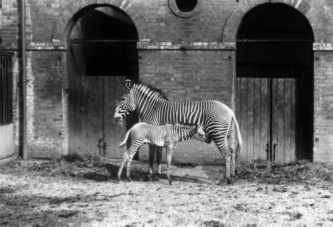 Un zèbre de Grévy en danger, debout nourrissant son poulain de 4 jours, dans leur enclos au zoo de Londres en août 1927 - Frederick William Bond
