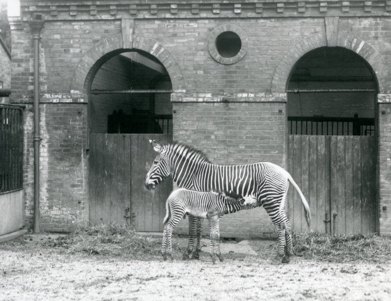 Une zèbre de Grévy impériale en voie de disparition nourrissant son poulain, dans leur enclos au Zoo de Londres en 1927 - Frederick William Bond