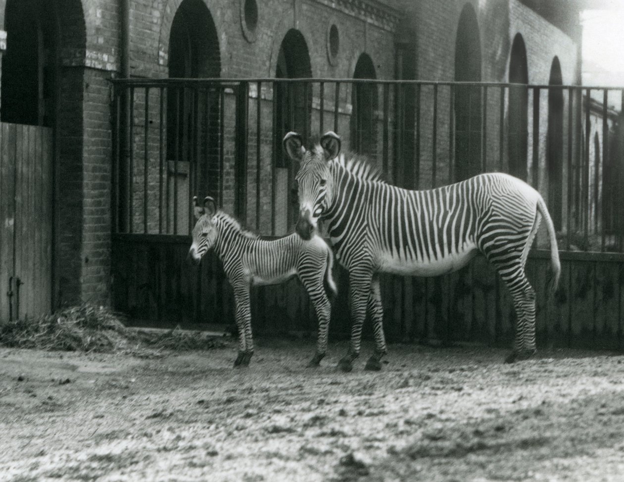 Un zèbre de Grévy en danger, debout avec son poulain de 4 jours, dans leur enclos au zoo de Londres en août 1927 - Frederick William Bond